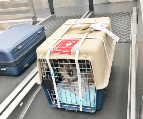 辽阳宠物托运 宠物托运公司 机场宠物托运 宠物空运